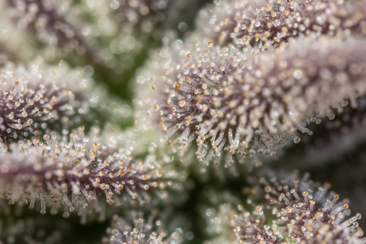 zoomed in surface of a cannabis plant with trichomes